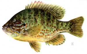 bluegill